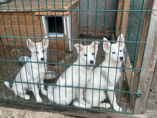 RlENkuXt-UuQlJlCUJfZV7GjQeR0cNWHHMue0E0dm040ENN2H60n9NBNOGhYxi7Y_olGWBNUlewSJXkqI3dmVjU7